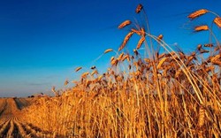 Nóng: Sẽ xem xét dừng nhập khẩu lúa mì nhiễm cỏ kế đồng