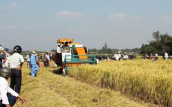 Quảng Ngãi: Sau học nghề nhà nông mạnh tay đầu tư nhiều mô hình hay