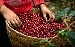 Giá nông sản hôm nay 14/11: Giá cà phê tiếp tục giảm, giá tiêu tạm đứng im