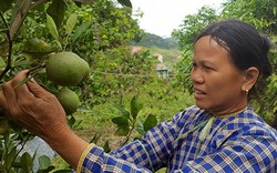 Nơi trồng "lung tung" các loại cây ăn trái, "hái" mỗi năm cả trăm triệu