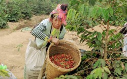 Điện Biên: Vay 500 triệu trồng cà phê, gặp cảnh mất mùa, lỗ 300 triệu