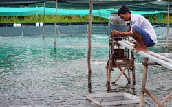 Bỏ hầm đất liều chuyển sang nuôi tôm trải bạt, có ngay tiền tỷ