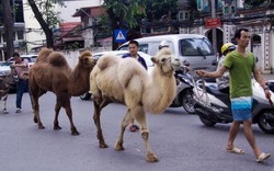 Lạc đà sa mạc bỗng “đi lạc” vào phố Hà Nội khiến nhiều người bất ngờ