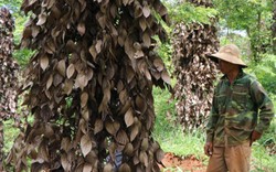 Tây Nguyên: Tiêu chết như ngả rạ, từ tỷ phú bỗng thành... trắng tay