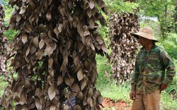 Vì sao hàng ngàn hecta hồ tiêu ở Tây Nguyên lâm cảnh chết xơ xác?