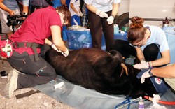 Bến Tre: Tự nguyện bàn giao con gấu rừng, nặng 1,5 tạ, nhốt 15 năm