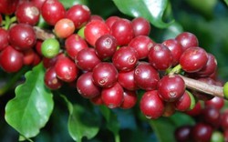 Giá nông sản hôm nay 16/11: Giá cà phê tăng 300 đồng/kg, giá tiêu không đổi