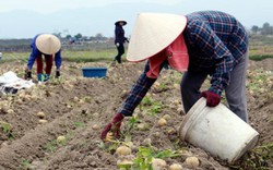 Trồng khoai tây theo đơn “đặt hàng”, chẳng phải lo đầu ra