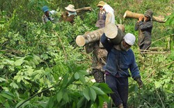 Giá mủ thấp, áp lực trả nợ cao, dân ồ ạt chặt cây "vàng trắng"