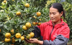 Sơn La: Để cây cam đặc sản Phù Yên trở thành nông sản mũi nhọn