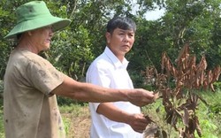 Vĩnh Long: Hoang mang nghi án đổ dầu hỏa "thiêu chết" vườn chôm chôm