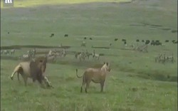 Video chó dũng cảm xua đuổi cặp sư tử đang giao phối và diễn biến kỳ lạ