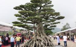 Hàng ngàn "cụ" bonsai, cây cảnh tiền tỷ hội tụ về Thủ đô