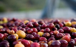 Giá nông sản hôm nay 19/11: Cả giá cà phê lẫn giá tiêu đều “ảm đạm”
