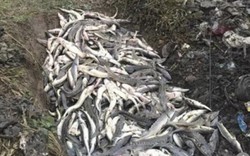 6.000 con cá tầm chết hàng loạt vì khu resort xây dựng ở TQ