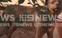 Chó ngao bò tấn công man rợ chủ nhân ở Úc