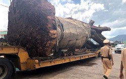 CSGT Bình Định tạm giữ xe đầu kéo chở cây ‘siêu khủng’