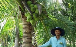 Mỗi tháng có 30 triệu đồng từ vườn dừa xiêm cây nào cũng đeo trái