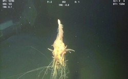Video: Thả camera sâu 1.300m, phát hiện sinh vật kỳ dị chưa từng thấy