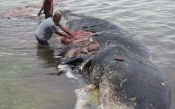 Điều gây rùng mình trong bụng cá voi dài 9m dạt bờ ở Indonesia