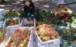 Cho ra bông "né" nhau, chôm chôm Bến Tre không lo thừa hàng dội chợ