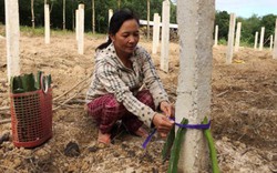 Kỳ vọng thanh long ruột đỏ ở “chảo lửa”, vẫn canh cánh lo tiêu thụ