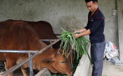 Vay vốn nuôi bò, hươu sao, nhà nông khấm khá