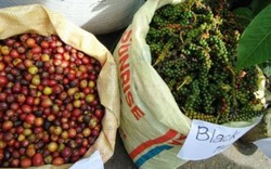 Giá nông sản hôm nay 22/11: Giá cà phê tiếp tục giảm 200 đồng, giá tiêu “mất” 1.000 đồng