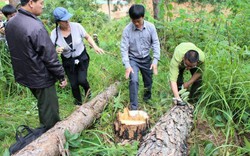 Vụ đầu độc hơn 600 cây thông ở Lâm Đồng: Chỉ đạo khẩn