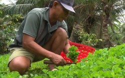 Kiên Giang: Nhổ rau má đồng về trồng trong vườn, tiền đều như "vắt chanh"
