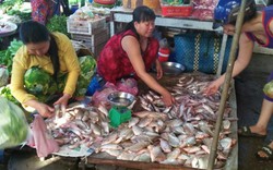 An Giang: Mùa nước nổi-mùa cá nước chim trời, chợ nhiều sản vật