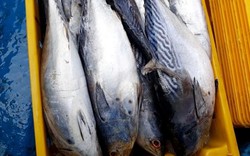 Chạy bão số 9: Trúng "số" với hơn 20 tấn cá ngừ, cá bò Trường Sa