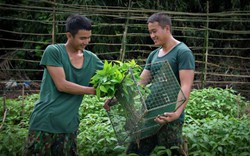 Kiên Giang: Những "nhà nông" giỏi trồng rau trên quần đảo Hải Tặc