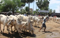 An Giang: Chợ bò Tà Ngáo độc đáo ở vùng biên mùa nước nổi