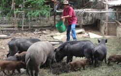 Làm giàu ở nông thôn: Có 300 triệu/năm nhờ nuôi cá háu ăn, lợn rừng