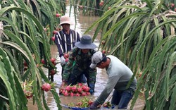 Xót xa: Thanh long chìm trong biển nước, dân cắt vội vớt vát