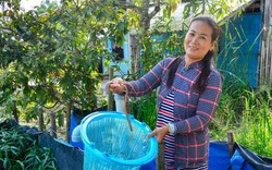 Kiên Giang: Dân đổi đời nhờ nuôi lươn đồng trong bồn cao su