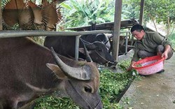 Nông thôn xứ Tuyên "thay áo mới", nông dân giàu lên nhanh