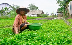 Lạ mà hay: Chỉ trồng loài rau mọc hoang mà kiếm bộn tiền