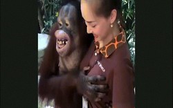 Sờ ngực nữ nhân viên vườn thú, đười ươi “cười hớn hở”