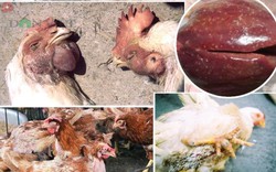 Infographic: Tụ huyết trùng – bệnh truyền nhiễm nguy hiểm ở gà