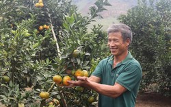 Trồng 750 gốc cam Canh trồng trên đất dốc thành triệu phú