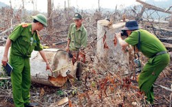 6.046 vụ vi phạm quy định bảo vệ, phát triển rừng năm 2018
