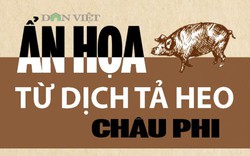 Infographic: SOS Báo động từ dịch tả lợn Châu Phi đã sát Việt Nam
