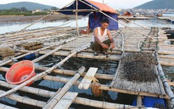 "Sốc" vì ngao, hàu đang lớn nhanh bỗng há miệng, sủi bọt và chết