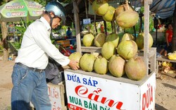 Dừa sáp giá cao hơn dừa thường cả chục lần, vẫn bán chạy vèo vèo