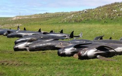 90 con cá voi trôi dạt bờ biển New Zealand trong một ngày