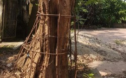 Ly kỳ những “cuộc chiến” bảo vệ “cụ sưa” trăm tỷ ở làng quê Việt