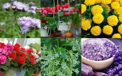 6 loại hoa “cực đẹp” khiến ruồi muỗi “đột tử”, không dám vào nhà