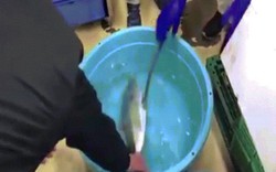 Video: Thả cá đông lạnh vào nước ấm và điều kỳ diệu xảy ra